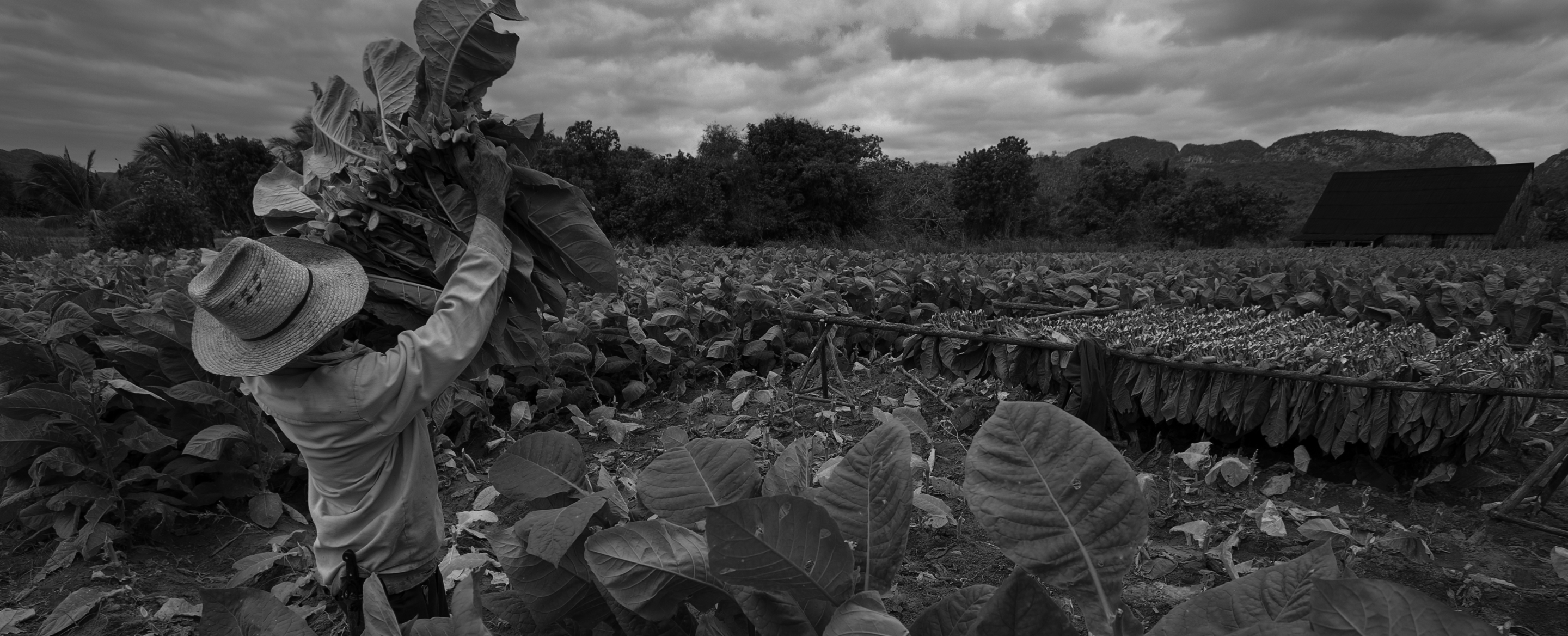 2: Harvesting Tobacco